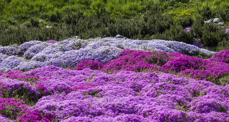 purple creeping phlox, on the flowerbed. the ground cover is used in landscaping when creating alpine slides and rockeries