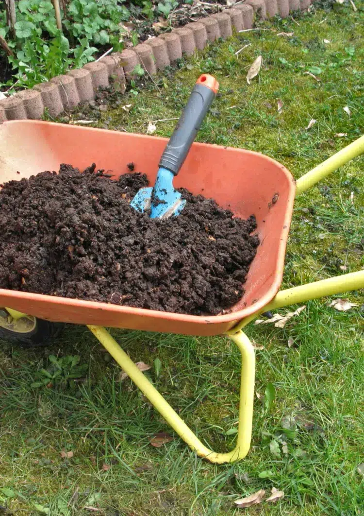 quelles sont les techniques à appliquer pour un compostage réussi pousse dans le compost naturel maison jardin légume plante