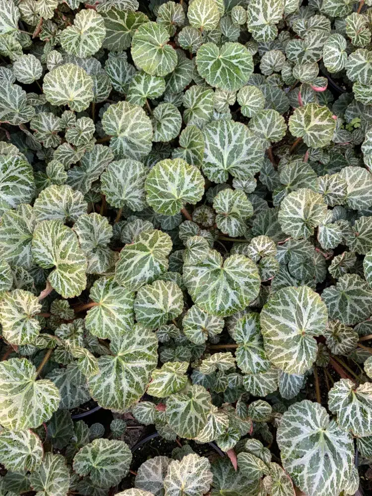 saxifrage stolonifère (saxifraga stolonifera) plante couvre sol à feuilles persistantes