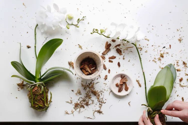secret asiatique pour revitaliser l'orchidée blanche floraison ail croissance nouvelle vie arrosage entretenir pot astuces