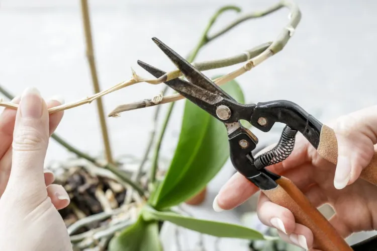 tailler les tiges de dendrobium couper les tiges des orchidées astuces erreurs tailler après floraison defleuries fanées jardin