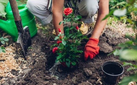 transplanter un rosier