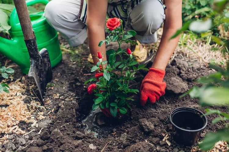 transplanter un rosier