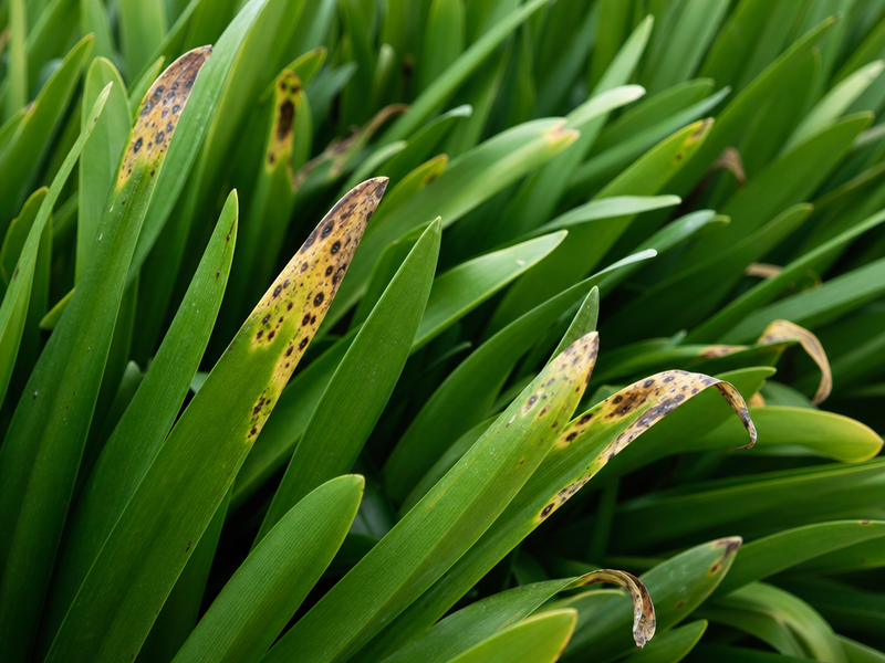 agapanthe problème