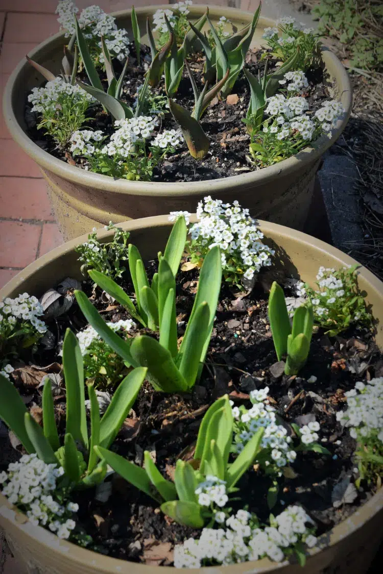 alysse en pot jardinière fleurs à planter en août sur le balcon la terrasse jardin