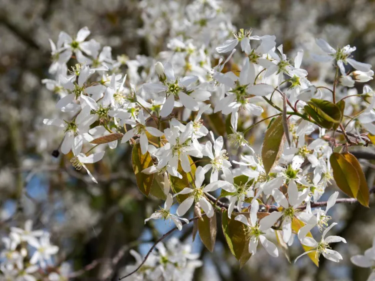 amelanchier résiste au vent 2023