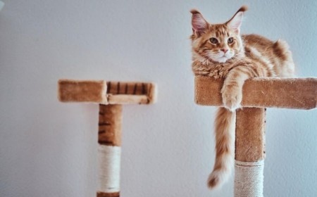 arbre à chat diy