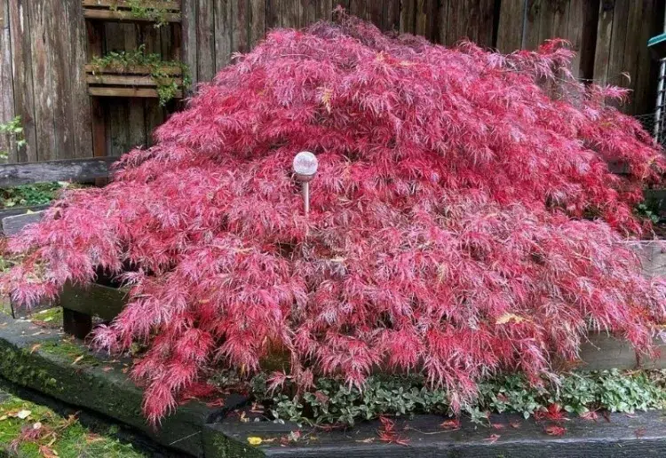 arbre coloré toute l’année apporter touche gaieté incontestable feuillage rouge