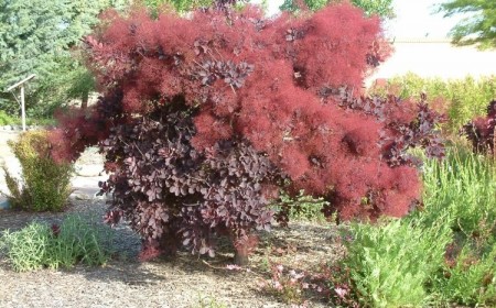 arbre coloré toute l’année cotinus arbre fumé mousse tolérant sécheresse résistant au vent
