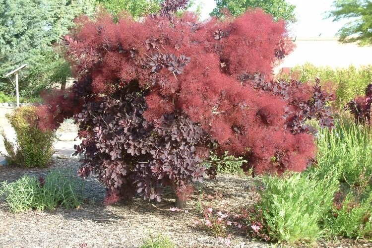 arbre coloré toute l’année cotinus arbre fumé mousse tolérant sécheresse résistant au vent