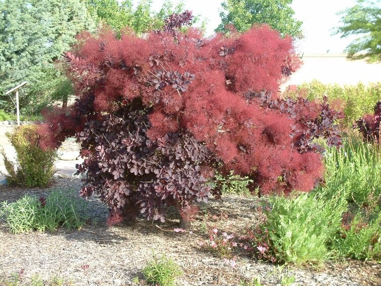 arbre coloré toute l’année cotinus arbre fumé mousse tolérant sécheresse résistant au vent