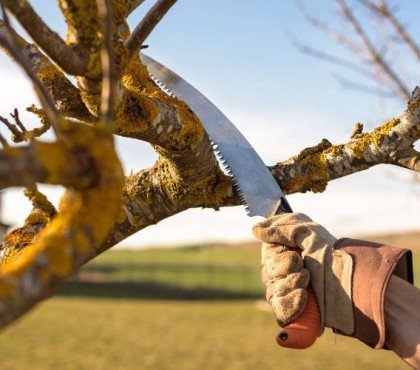 arbres à tailler en août