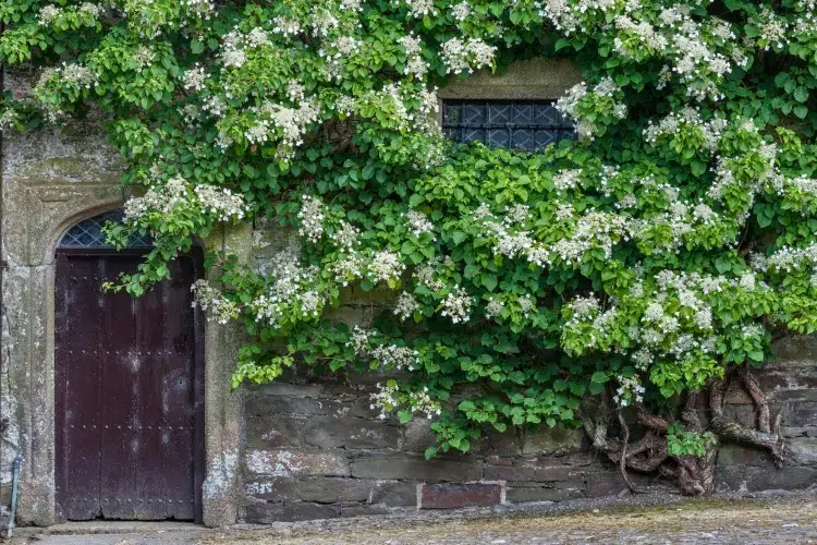 arbuste persistant pour cacher un mur hortensia grimpant peu entretien mur ombragé