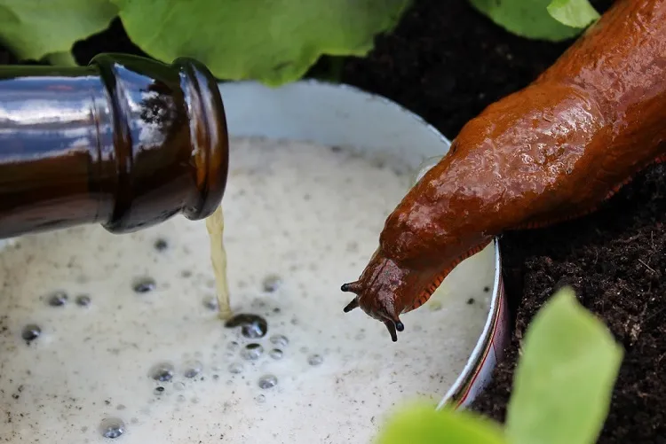 arroser avec de la bière pour repousser les limaces et les escargots au jardin
