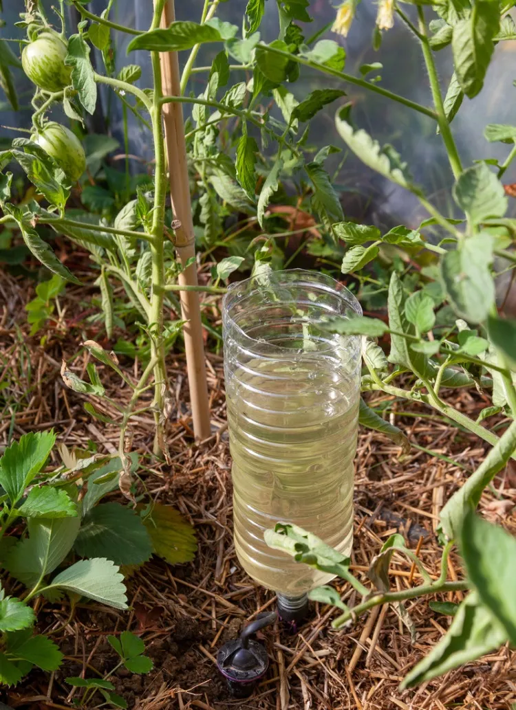 astuces pratiques pour protéger le potager de la chaleur optimiser arrosage canicule août 2023 économiser eau jardin