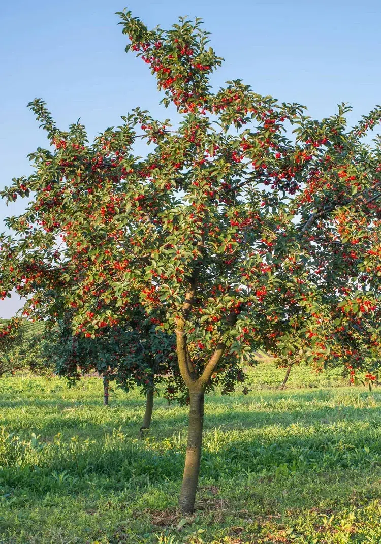 astuces taille en éventail pour faire pousser un cerisier plus vite booster floraison fructification avoir récolte cerises abondante