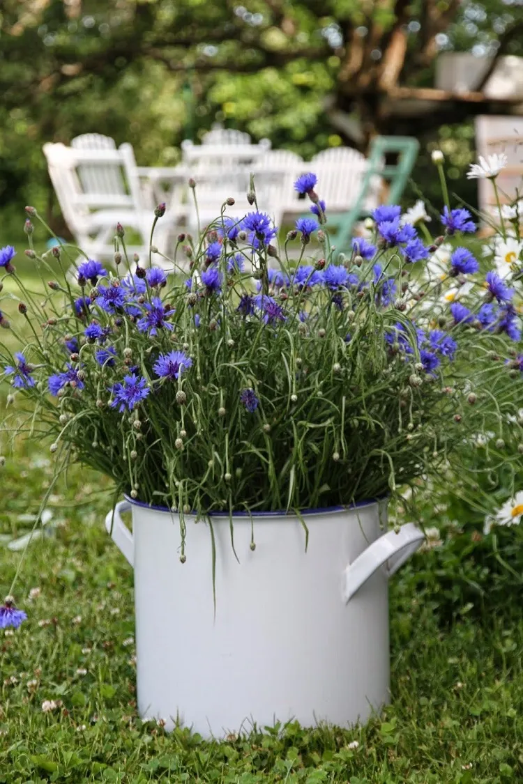 bleuets en pot fleurs à planter en août balcon jardin