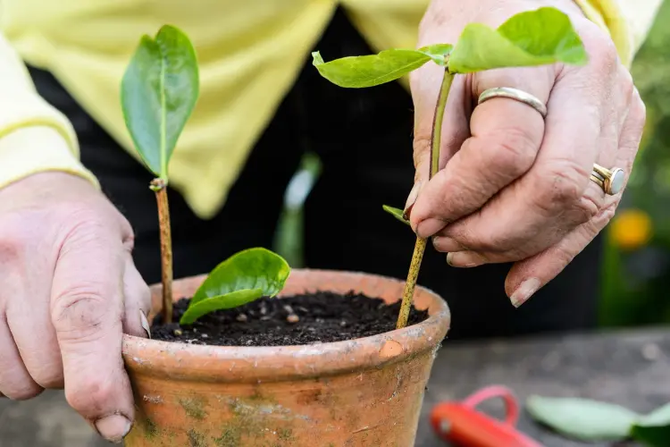 bouture dans l'eau plantes grimpantes