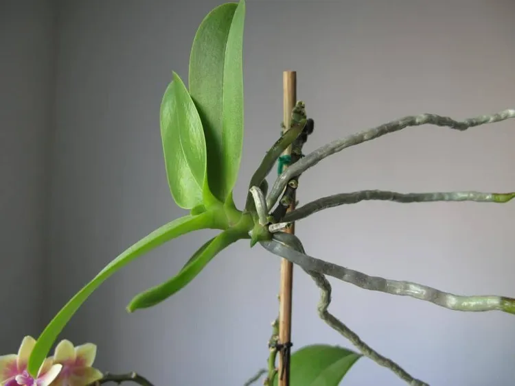 bouture d'orchidée via keiki comment multiplier une orchidée