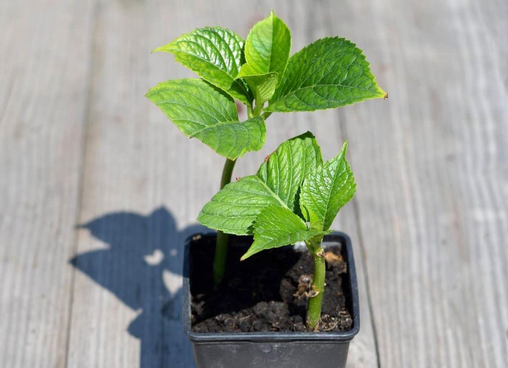 bouture hortensia pot
