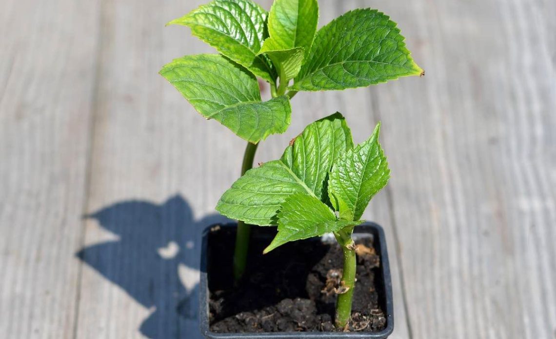 Quand Et Comment Bouturer Un Hortensia