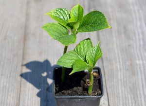 bouture hortensia pot