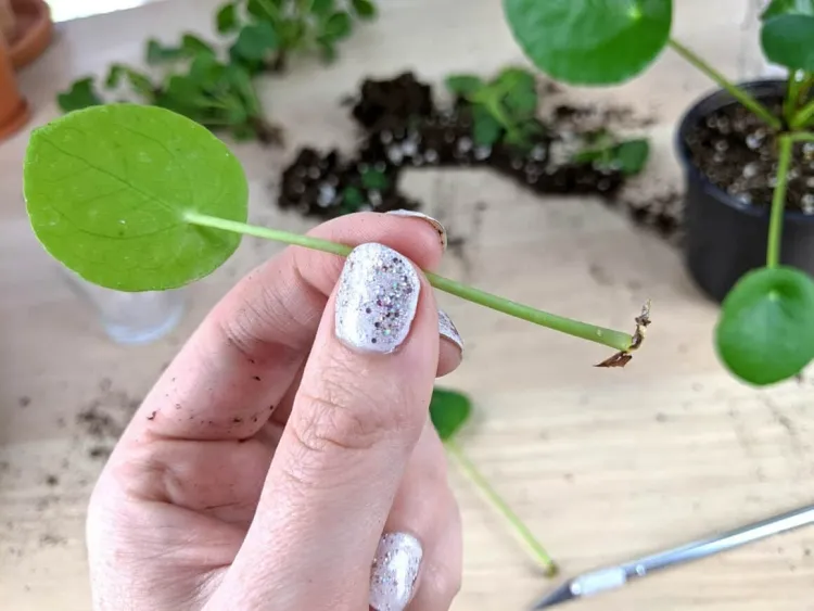 bouture pilea coin vert espèce intérieur entretien simple propager raisons