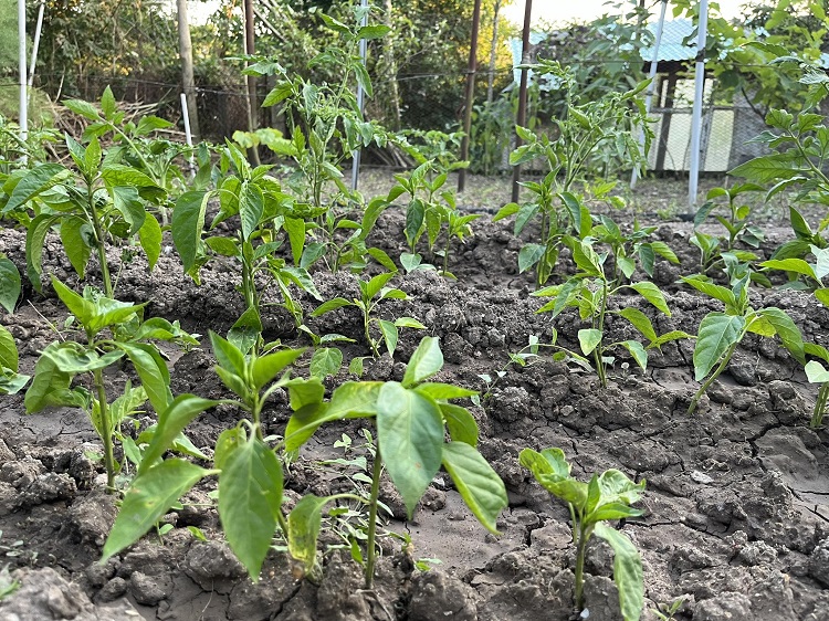 canicule forte chaleur sécheresse fruits légumes à arroser en priorité au potager aubergines tomates poivrons