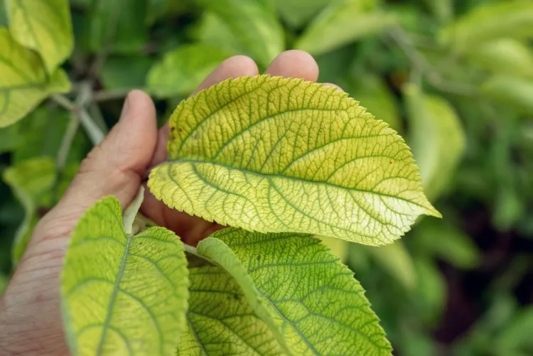 chlorose de l’hortensia comment constater maladie feuilles jaunes nervures vertes