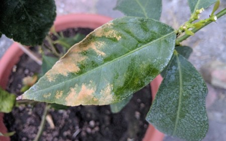 citronnier brûlé par le soleil que faire