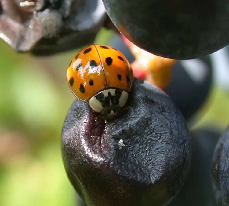 coccinelle asiatique menu raisins coccinelles locales france danger jardin espece canibale