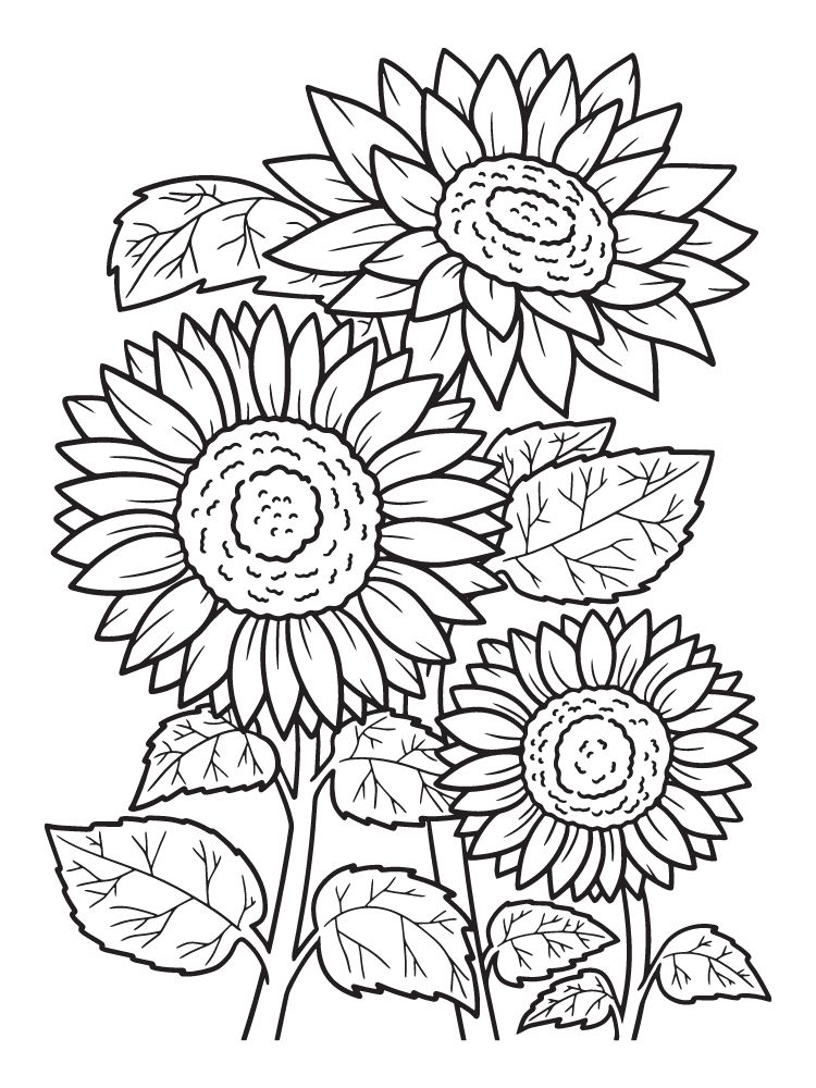 coloriage tournesol pour adultes