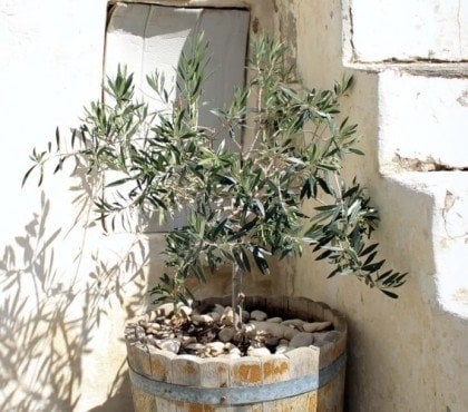 comment arroser un olivier en pot vérifier doigt humidimètre tableau réelle humidité