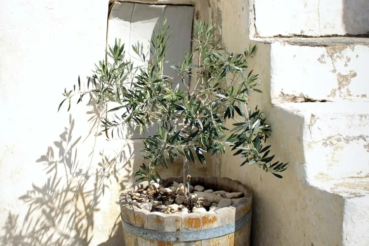 comment arroser un olivier en pot vérifier doigt humidimètre tableau réelle humidité