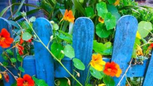 comment avoir de belles capucines jardin