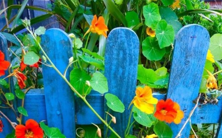 comment avoir de belles capucines jardin