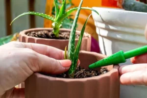 comment bouturer un aloe vera techniques efficaces