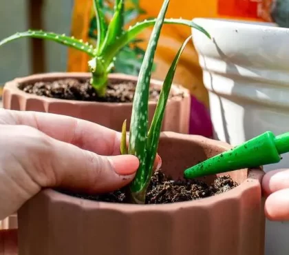 comment bouturer un aloe vera techniques efficaces