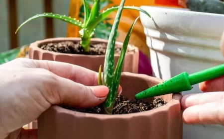 comment bouturer un aloe vera techniques efficaces