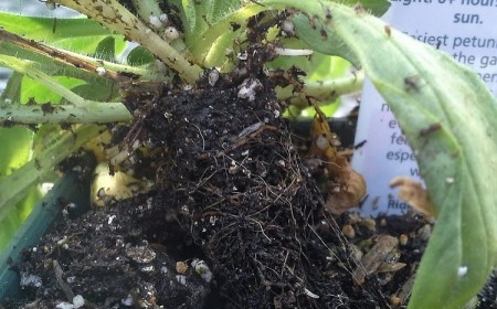 comment de débarasser des moucherons dans les pots astuces maison simples vinaigre savon noir
