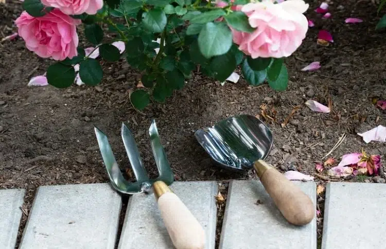 comment déplanter et replanter un rosier