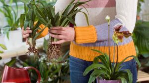 comment diviser une orchidée méthode gagnante dendrobium cattleya