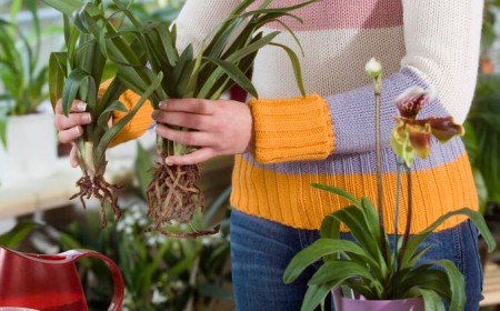 comment diviser une orchidée méthode gagnante dendrobium cattleya