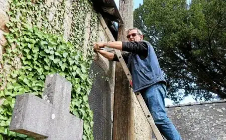 comment enlever du lierre sur le mur