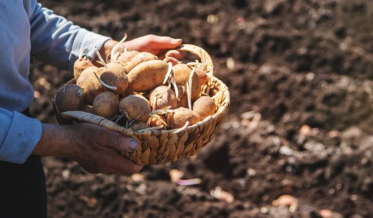 comment et quand planter des pommes de terre germées