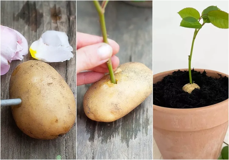 comment faire des boutures de rosiers avec une pomme de terre