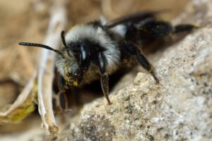 comment faire fuir les abeilles de terre