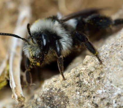 comment faire fuir les abeilles de terre