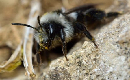 comment faire fuir les abeilles de terre
