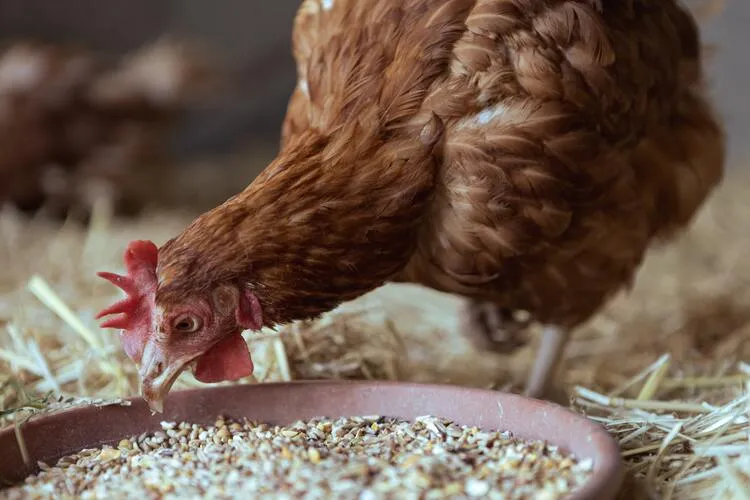 comment faire pondre les poules naturellement donner du calcium